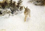 bruno liljefors, Winter Hare